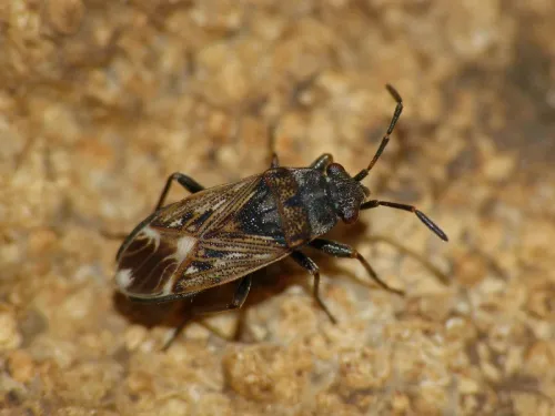 Peritrechus lundii - photo 2