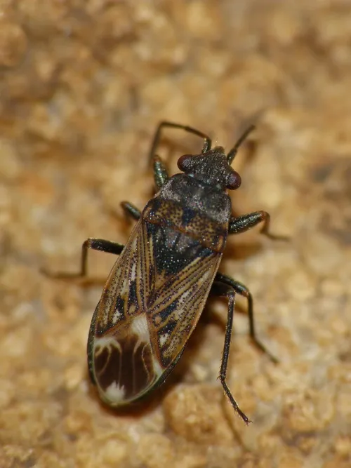 Peritrechus lundii - photo 3