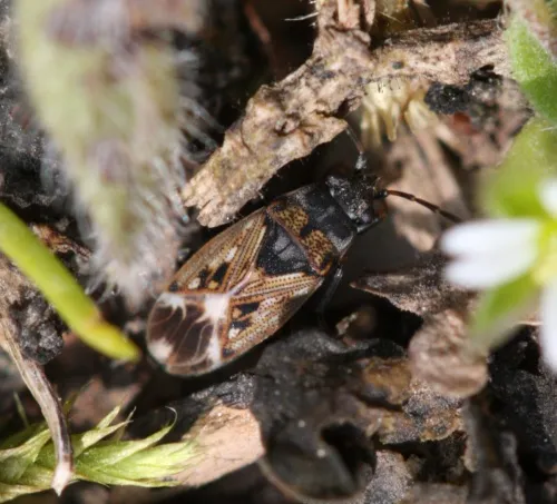 Peritrechus lundii - photo 4