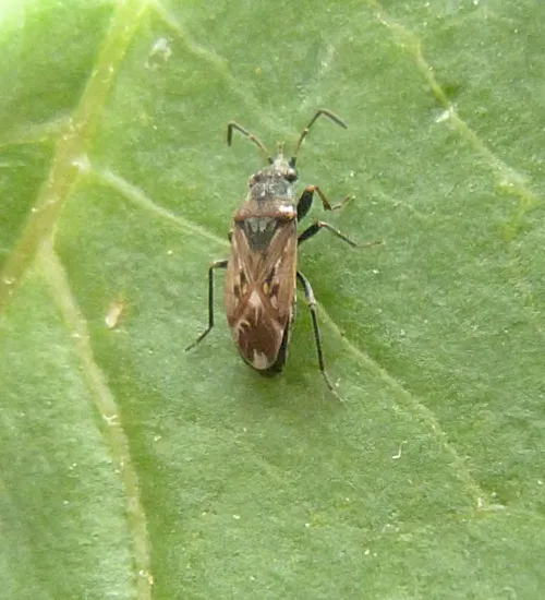 Peritrechus lundii - photo 5