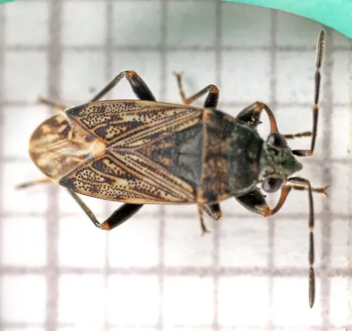 Peritrechus nubilus - photo 2