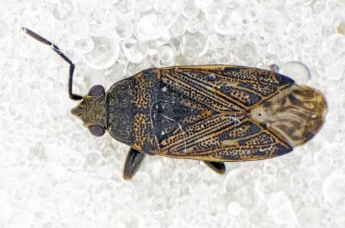 Peritrechus nubilus - photo 3