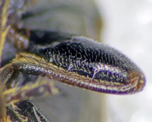 Peritrechus nubilus - photo 4