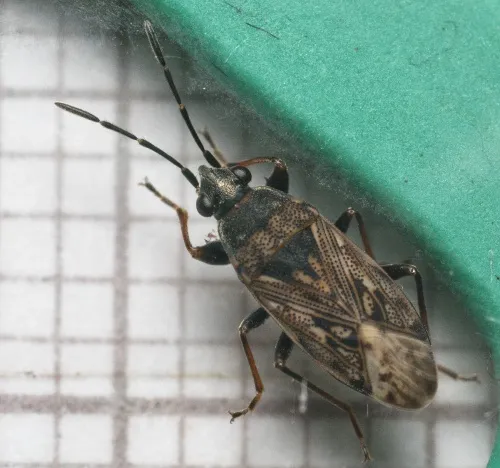 Peritrechus nubilus - photo 5