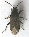 Peritrechus tristis