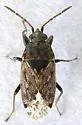 Peritrechus tristis - photo 2