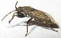 Peritrechus tristis - photo 3