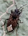 Peritrechus tristis - photo 4