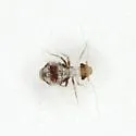 Peritroctes bengalensis - photo 3