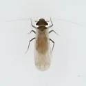 Peritroctes bengalensis - photo 4
