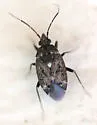 Peritropis husseyi - Peritropis husseyi