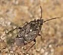 Peritropis husseyi - photo 2