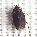 Peritropis saldaeformis