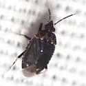 Peritropis saldaeformis - photo 2