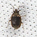 Peritropis saldaeformis - photo 3