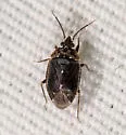 Peritropis saldaeformis - photo 4
