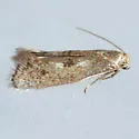 Perittia cygnodiella - Hodges#1077