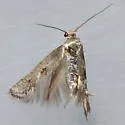 Perittia cygnodiella - Hodges#1077 - photo 2