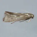 Perittia cygnodiella - Hodges#1077 - photo 3