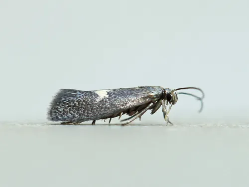 Perittia herrichiella - Hodges#1077.1 - photo 2