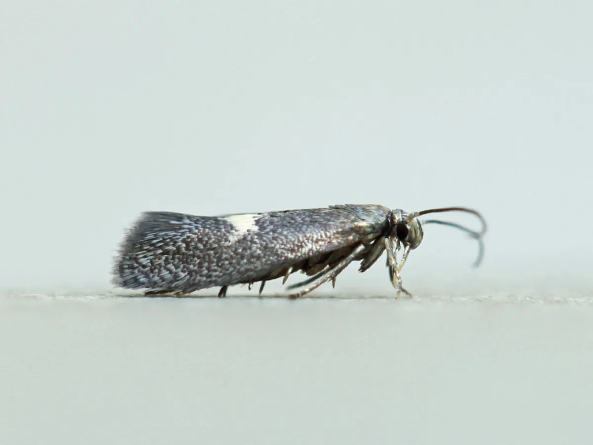 Perittia herrichiella - Hodges#1077.1 - photo 3