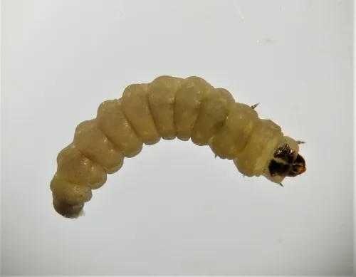 Perittia obscurepunctella - photo 2