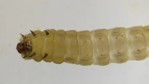Perittia obscurepunctella - photo 3