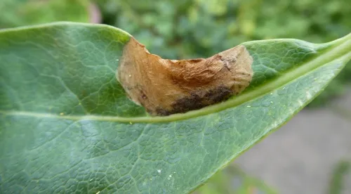 Perittia obscurepunctella - photo 4