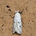 Perittia serica - Hodges#1077.3
