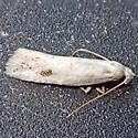 Perittia serica - Hodges#1077.3 - photo 3