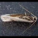 Perittia serica - Hodges#1077.3 - photo 4