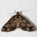Square-patched Carpet - Hodges#7316 - photo 4