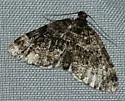 Square-patched Carpet - Hodges#7316 - photo 5