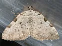 Perizoma costiguttata - Hodges#7325