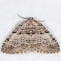 Perizoma curvilinea - Hodges#7324