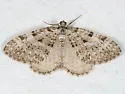 Perizoma curvilinea - Hodges#7324 - photo 2