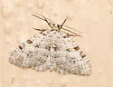 Perizoma curvilinea - Hodges#7324 - photo 3