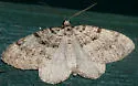 Perizoma curvilinea - Hodges#7324 - photo 4
