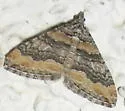Perizoma custodiata - Hodges#7328 - Perizoma custodiata