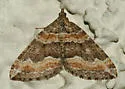 Perizoma custodiata - Hodges#7328 - photo 4