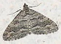 Perizoma custodiata - Hodges#7328 - photo 5