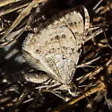 Perizoma epictata - Hodges#7326 - photo 3