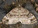 Perizoma grandis - Hodges#7317 - photo 2