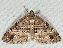 Perizoma grandis - Hodges#7317 - photo 3