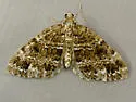Perizoma grandis - Hodges#7317 - photo 4