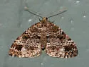 Perizoma grandis - Hodges#7317 - photo 5