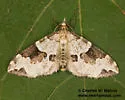 Perizoma interrupta - Hodges#7321