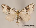 Perizoma interrupta - Hodges#7321 - photo 2