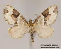 Perizoma interrupta - Hodges#7321 - photo 4
