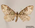 Perizoma ochreata - Hodges#7322 - photo 2